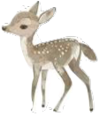 Cerbiatto